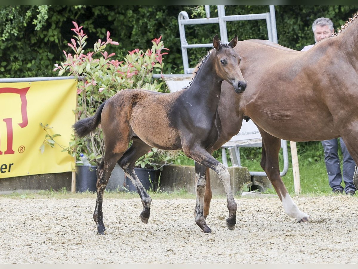 German Sport Horse Stallion Foal (03/2024) Bay-Dark in Fronhofen