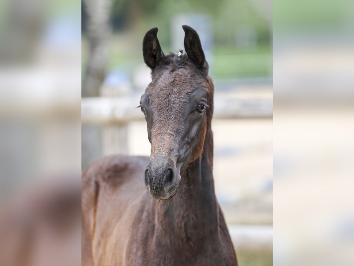 German Sport Horse Stallion Foal (05/2025) Bay-Dark in Gomadingen