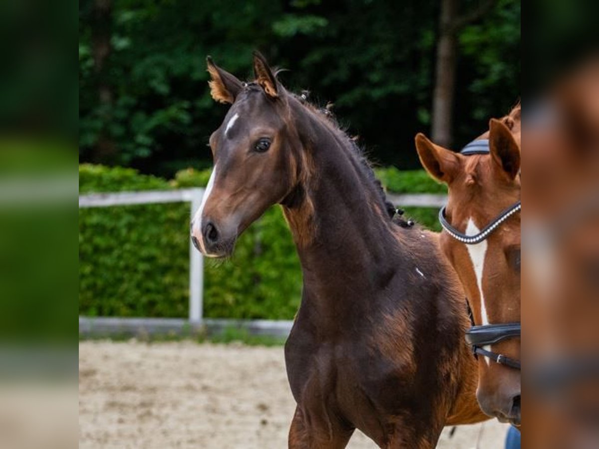 German Sport Horse Stallion Foal (03/2025) Bay-Dark in Moritzburg