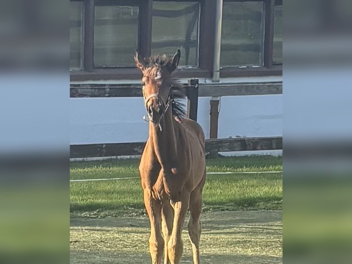 German Sport Horse Stallion Foal (06/2025) Bay-Dark in Mulda