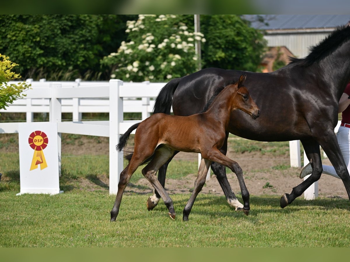 German Sport Horse Stallion Foal (05/2025) Bay-Dark in Sch&#xF6;nwalde-Glien