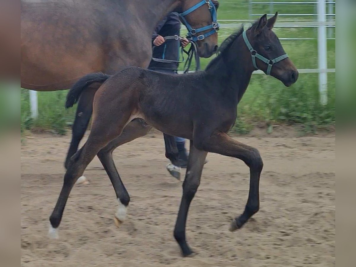 German Sport Horse Stallion Foal (04/2025) Bay-Dark in Wustermark