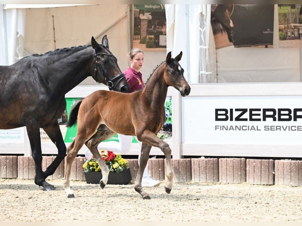 German Sport Horse Stallion Foal (04/2025) Bay-Dark in Fronhofen
