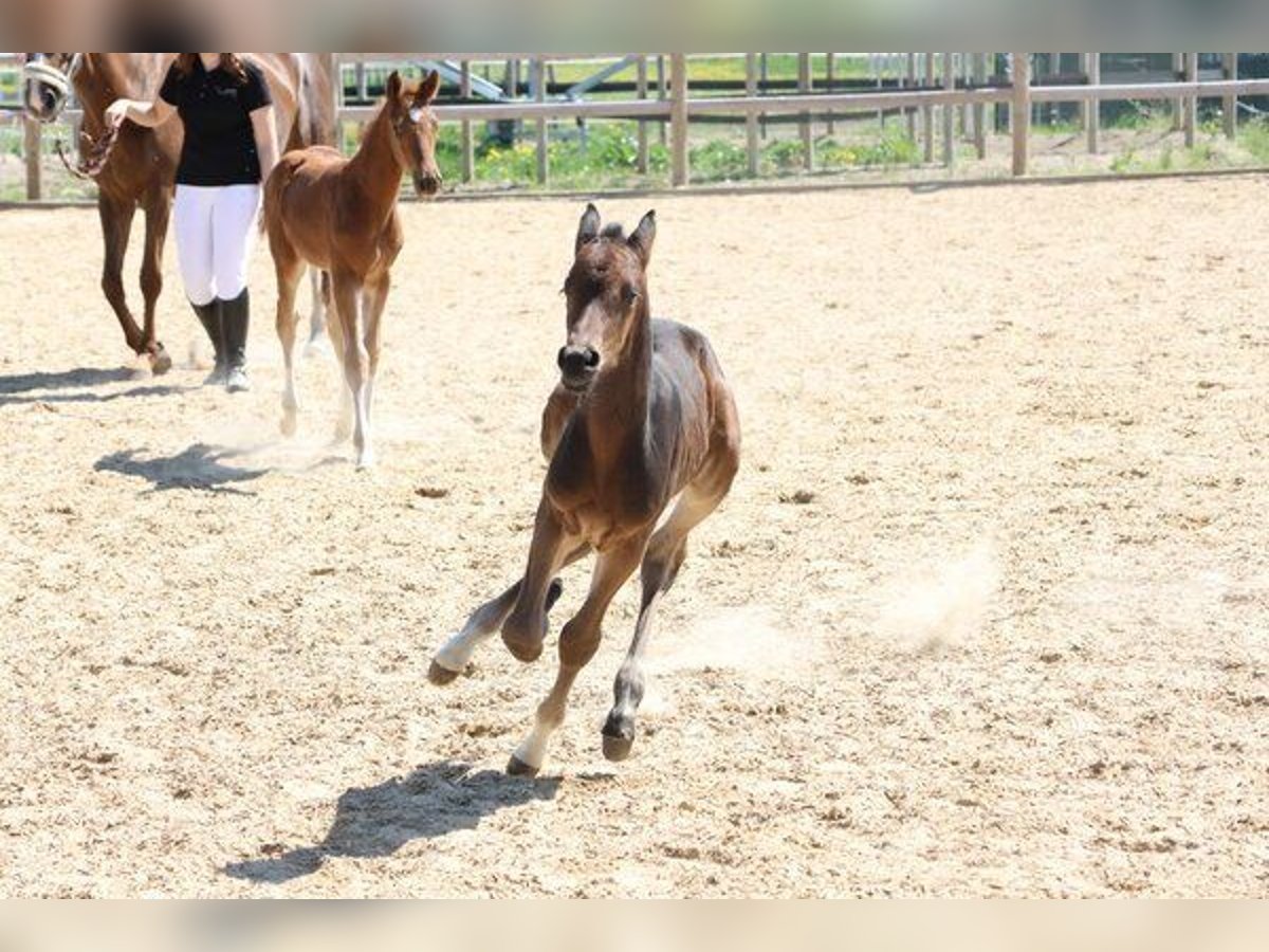German Sport Horse Stallion  Bay-Dark in Weil