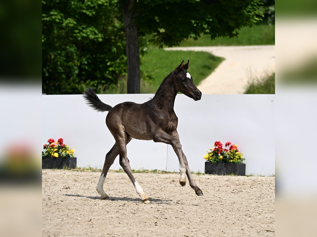 German Sport Horse Stallion  Black in R&#xF6;merstein