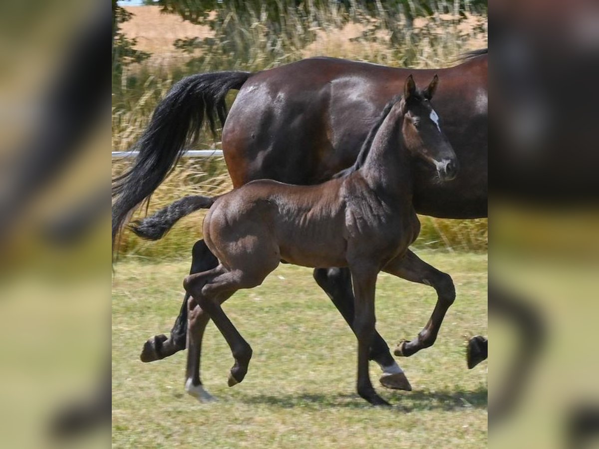 German Sport Horse Stallion  Black in Sch&#xF6;nebeck (Elbe)