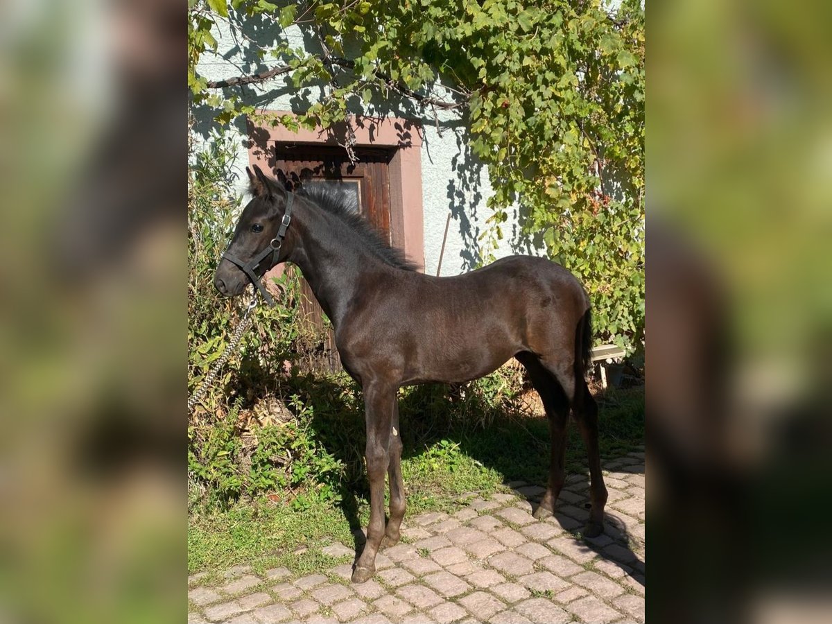 German Sport Horse Stallion Foal (07/2025) Black in Bruchsal