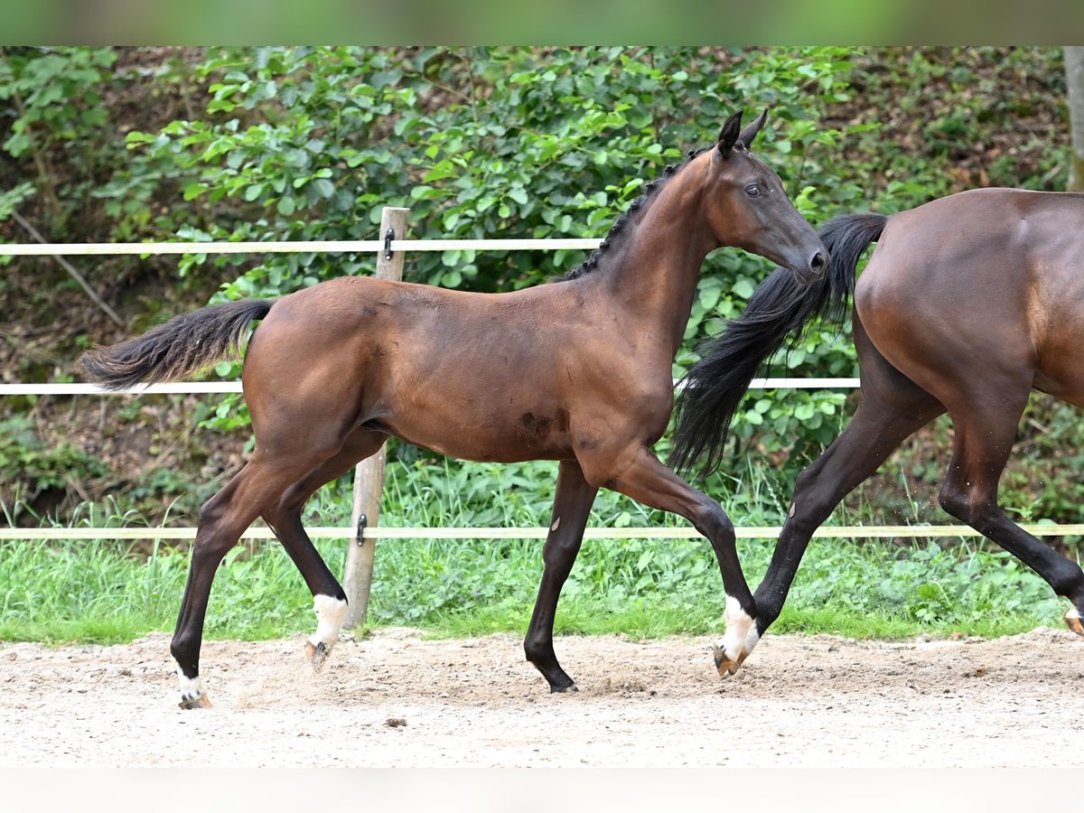 German Sport Horse Stallion Foal (03/2024) Black in Niederstetten