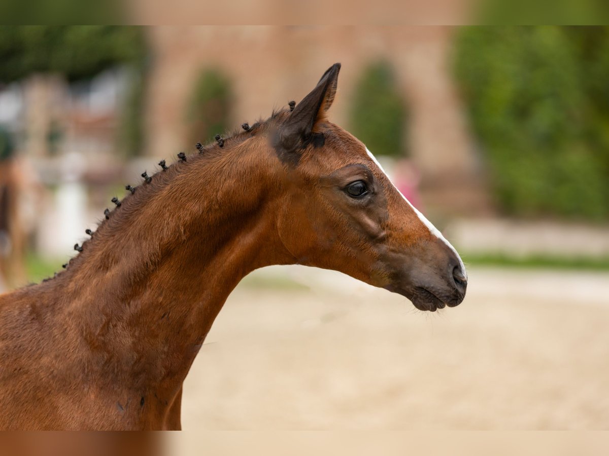 German Sport Horse Stallion Foal (06/2025) Brown in Bann