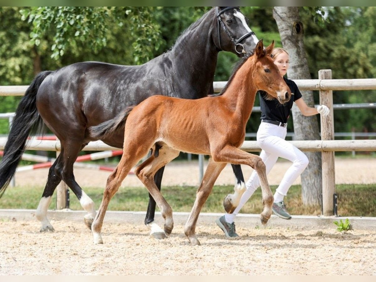 German Sport Horse Stallion Foal (05/2025) Brown in Fronhofen