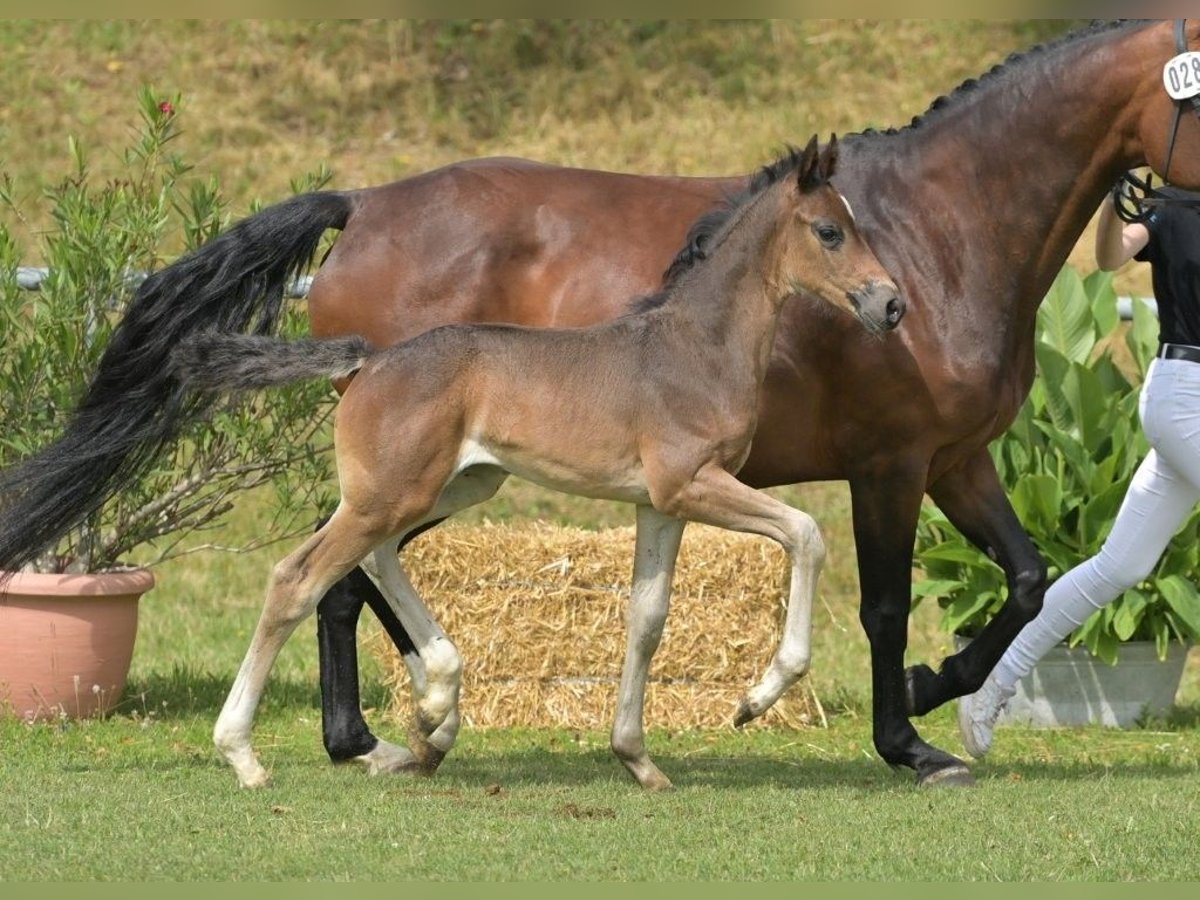 German Sport Horse Stallion Foal (06/2025) Brown in Fronhofen