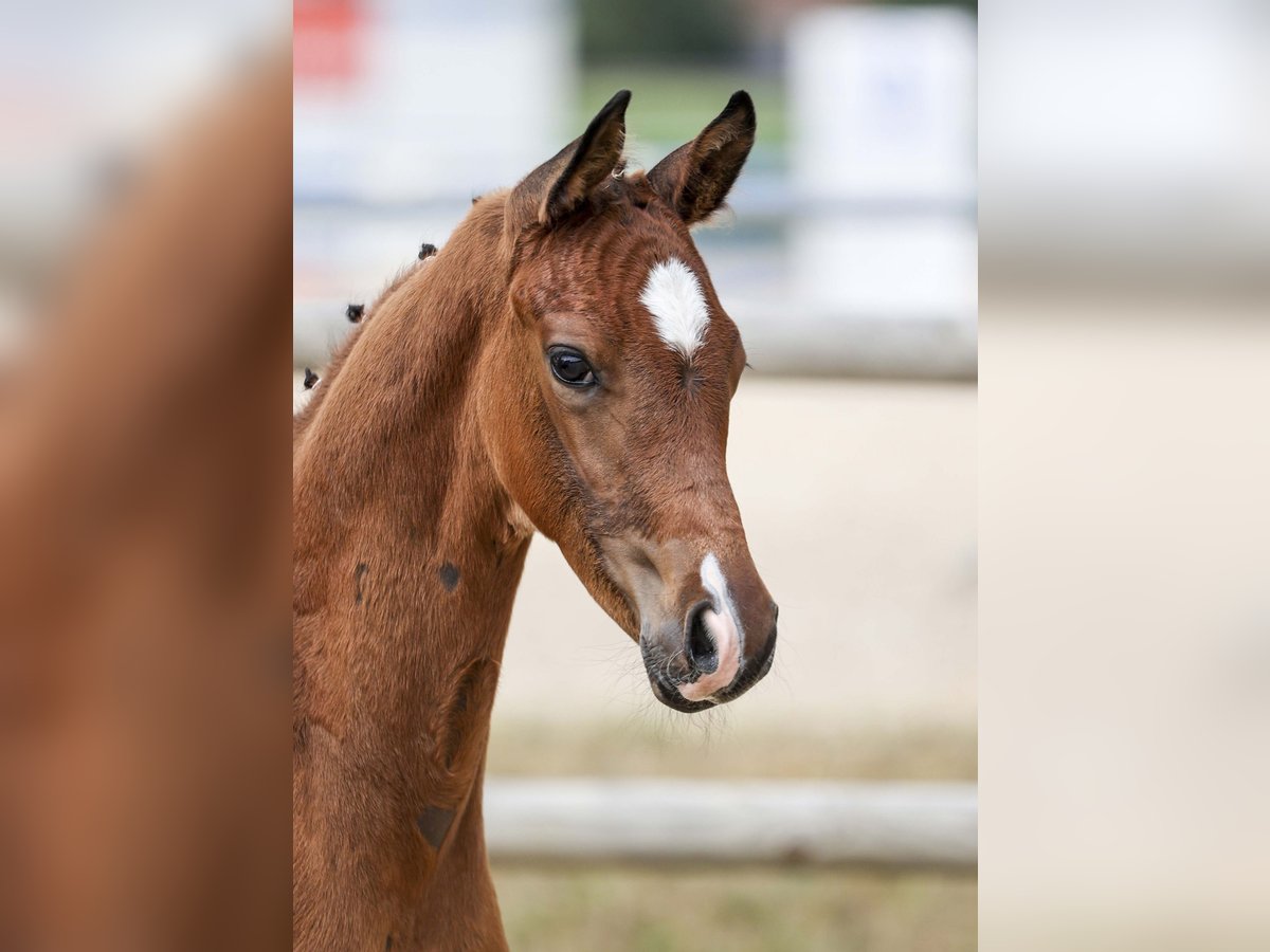 German Sport Horse Stallion Foal (05/2025) Brown in Gomadingen