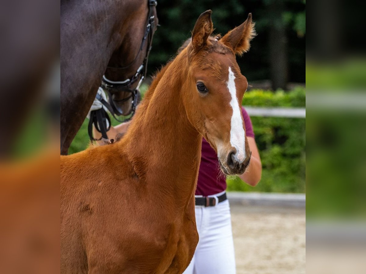 German Sport Horse Stallion Foal (05/2025) Brown in Moritzburg