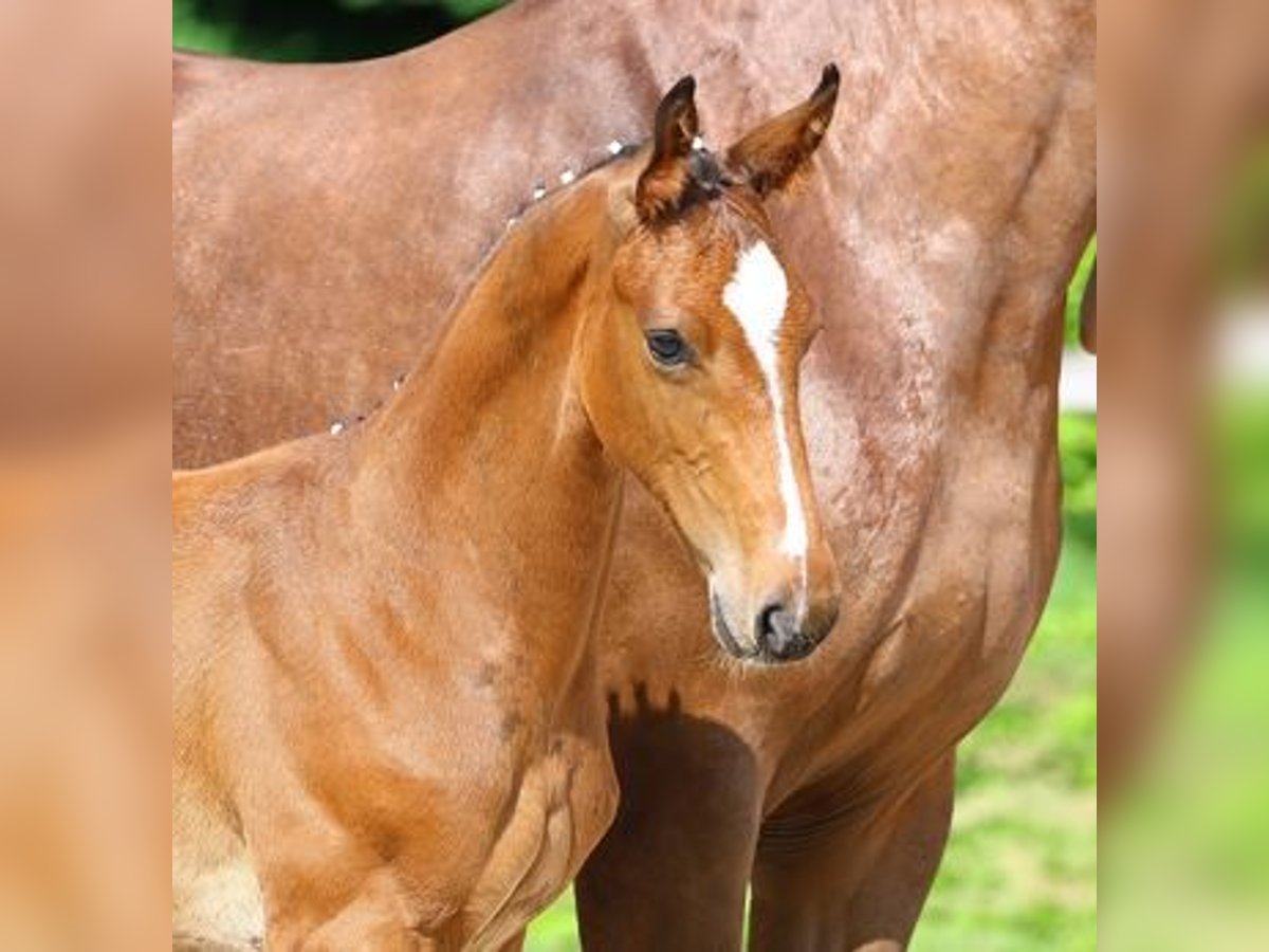 German Sport Horse Stallion Foal (03/2025) Brown in Moritzburg