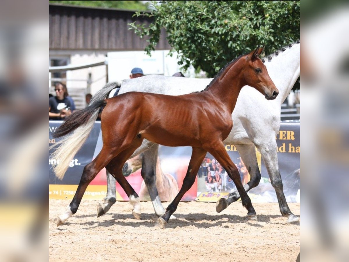 German Sport Horse Stallion Foal (02/2025) Brown in GROTE-BROGEL