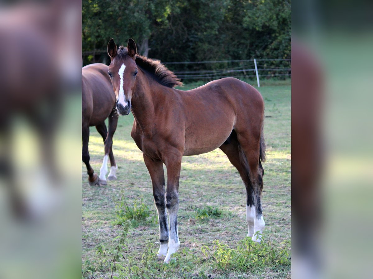 German Sport Horse Stallion Foal (05/2025) Brown in Hohenhameln