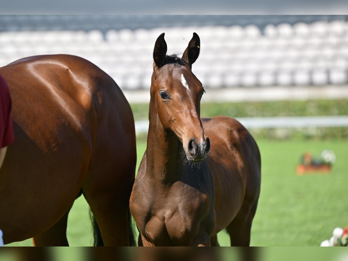 German Sport Horse Stallion Foal (04/2025) Brown in Querenhorst