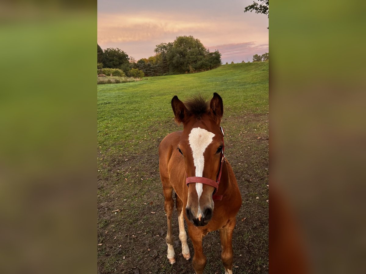 German Sport Horse Stallion Foal (06/2025) Brown in Brahmenau
