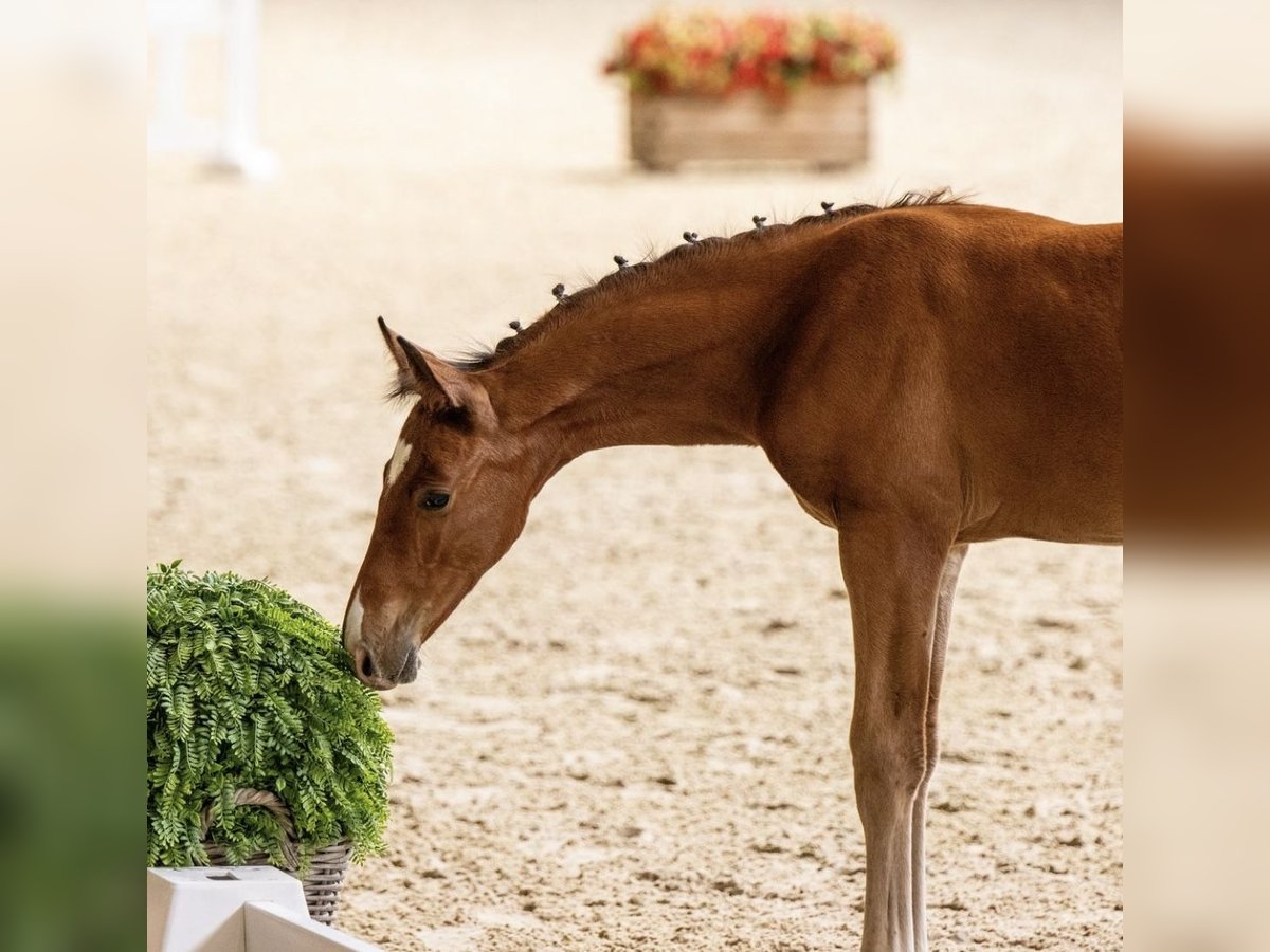 German Sport Horse Stallion Foal (04/2024) Brown in Hopsten