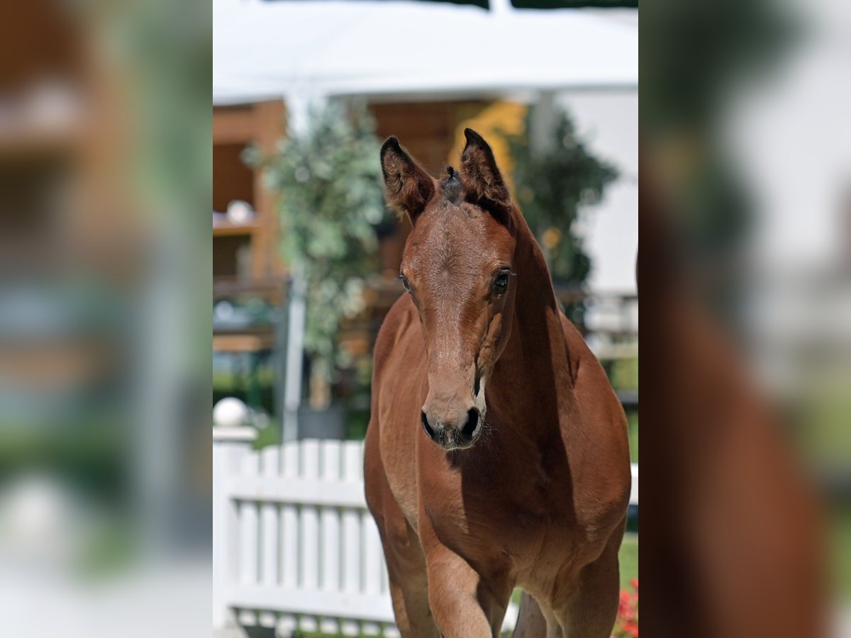 German Sport Horse Stallion Foal (06/2025) Brown in Oberzent