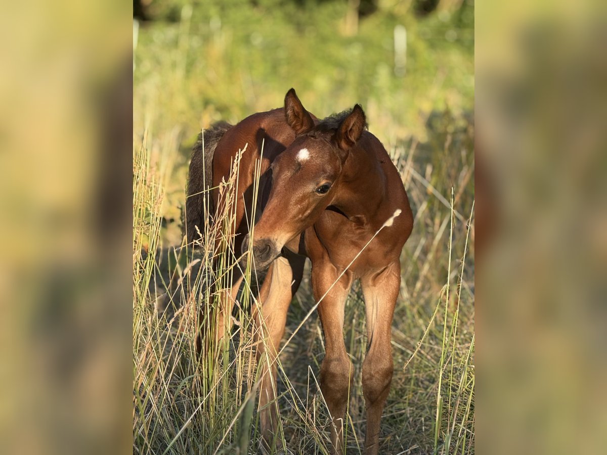 German Sport Horse Stallion  Brown in Nesse-Apfelst&#xE4;dt