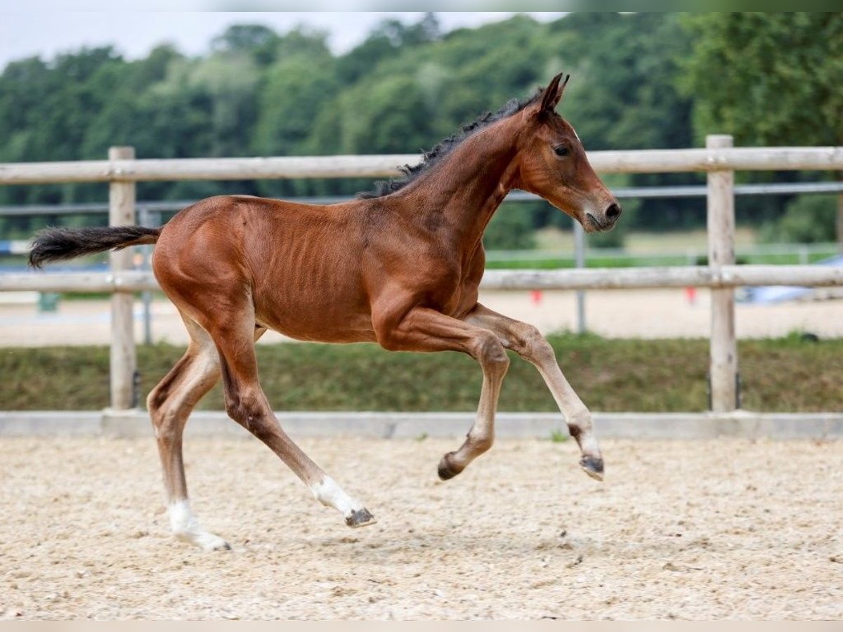 German Sport Horse Stallion Foal (06/2025) Brown in Fronhofen