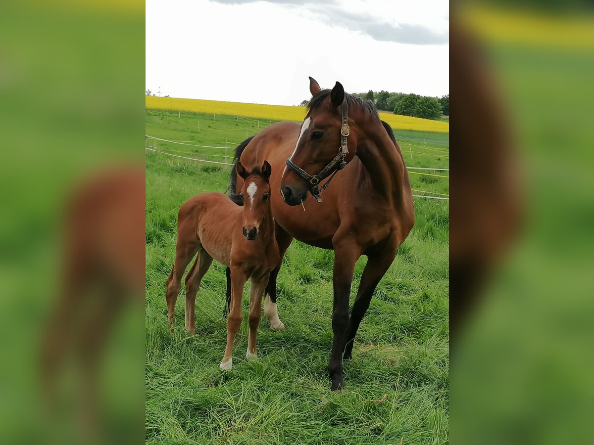 German Sport Horse Stallion Foal (04/2025) Brown in Fuldatal German Sport Horse Stallion Foal (04/2025) Brown in Fuldatal