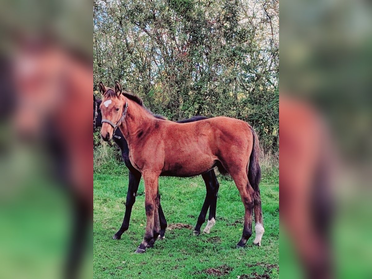 German Sport Horse Stallion Foal (05/2025) Brown in Gardelegen