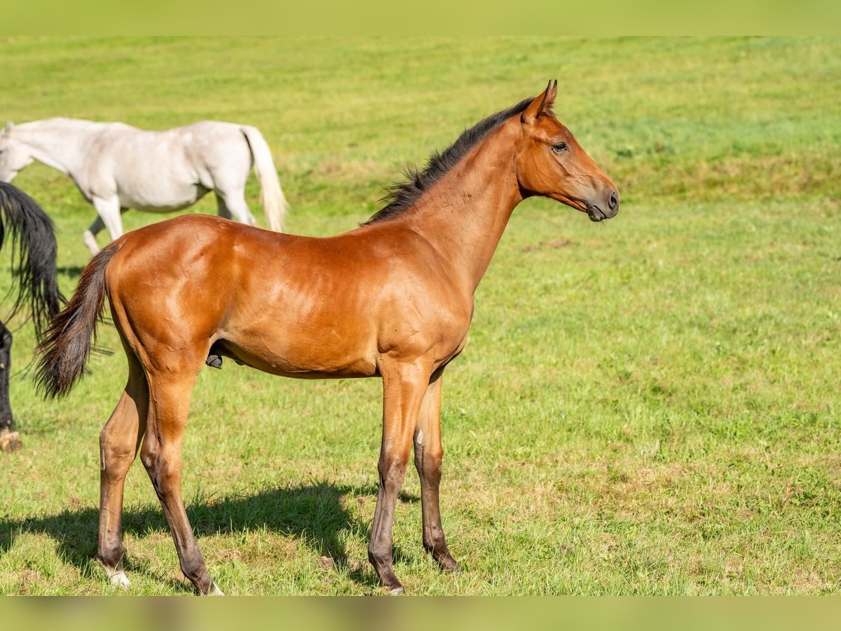 German Sport Horse Stallion Foal (03/2024) Brown in Steinbach-Hallenberg