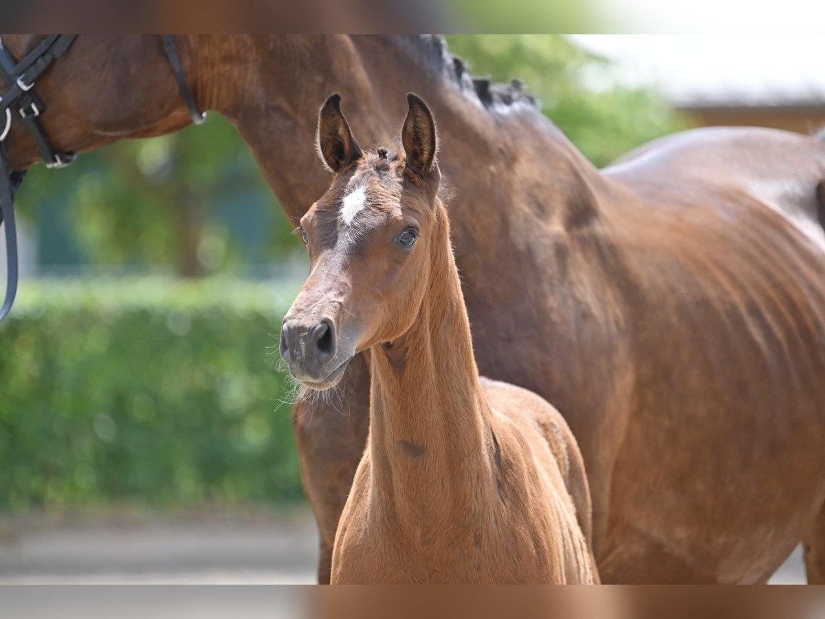 German Sport Horse Stallion Foal (04/2025) Brown in Wittstock/Dosse
