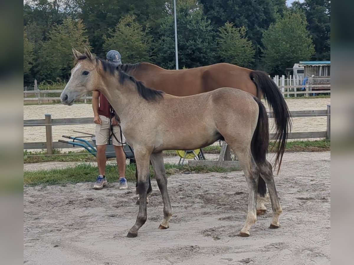German Sport Horse Stallion Foal (04/2025) Can be white in Bad K&#xF6;nig