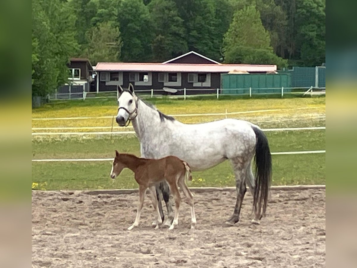 German Sport Horse Stallion  Can be white in Bretten