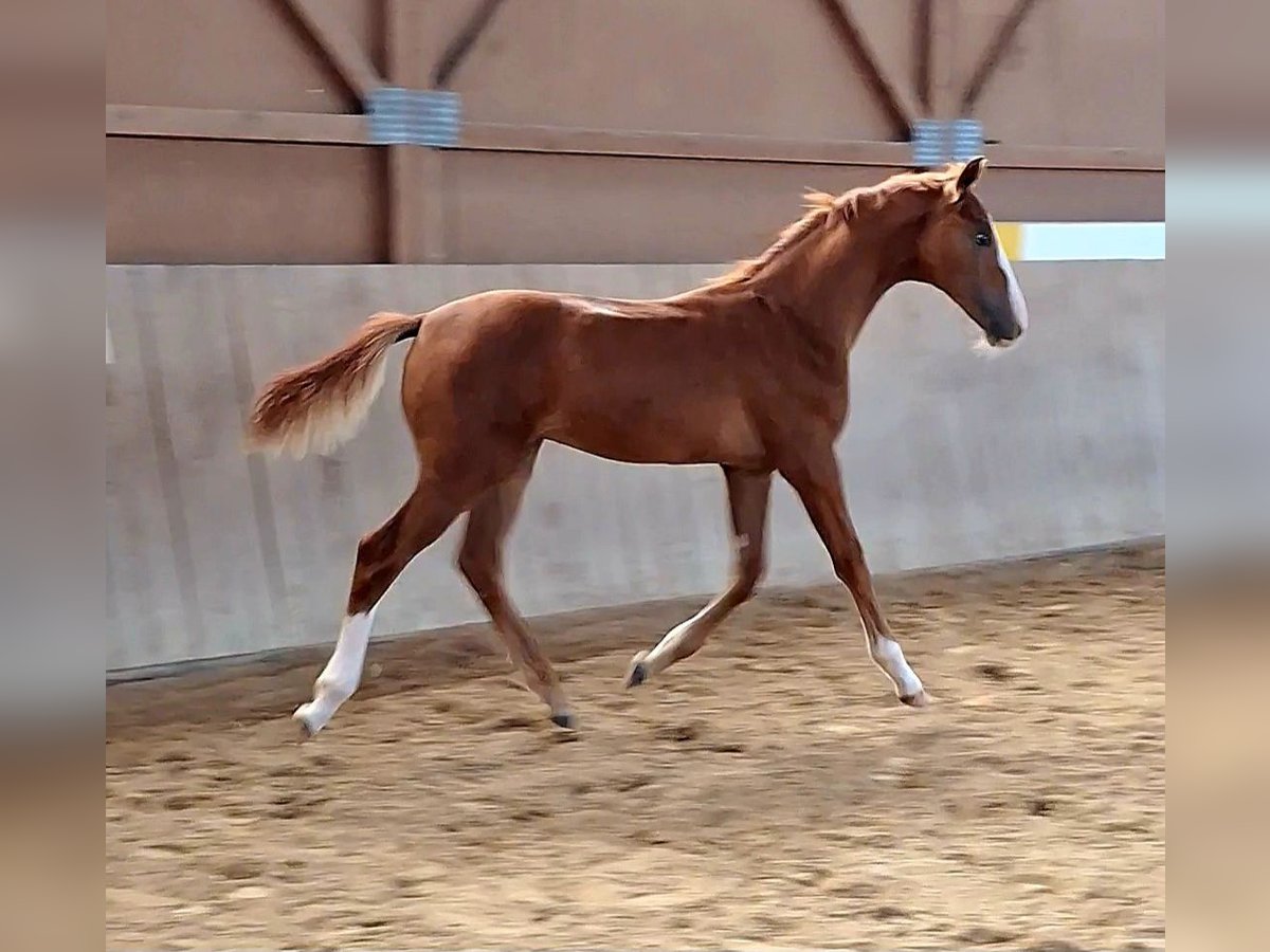 German Sport Horse Stallion Foal (05/2023) Chestnut in Emskirchen