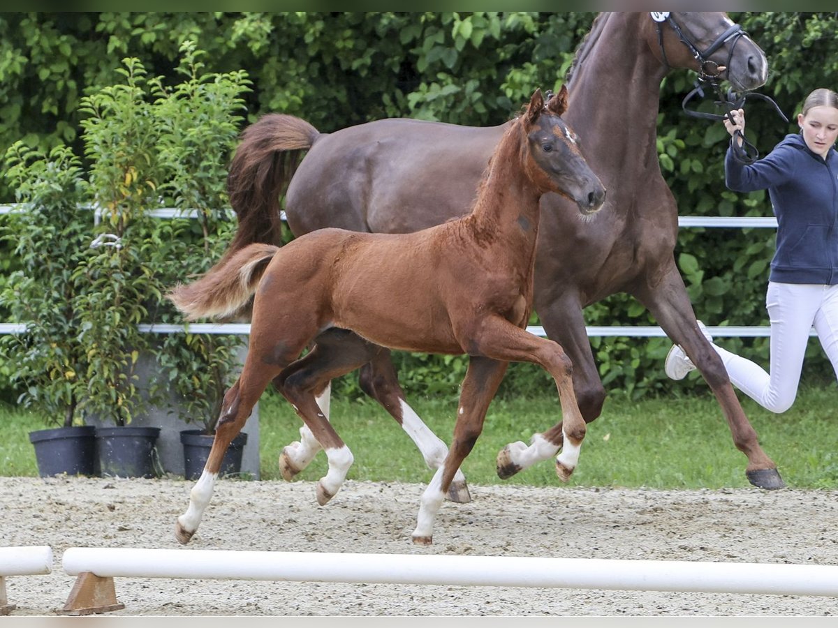 German Sport Horse Stallion Foal (03/2024) Chestnut in Fronhofen