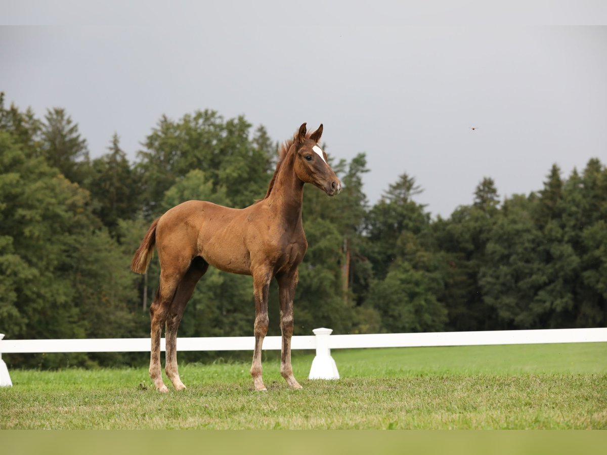 German Sport Horse Stallion Foal (05/2024) Chestnut in Postmünster