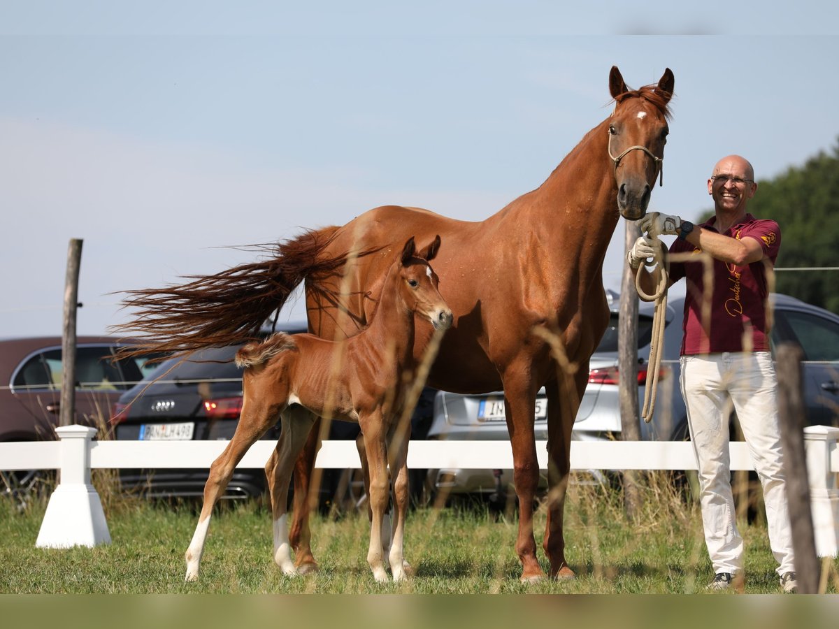 German Sport Horse Stallion Chestnut-Red in Postmünster German Sport Horse Stallion Chestnut-Red in Postmünster