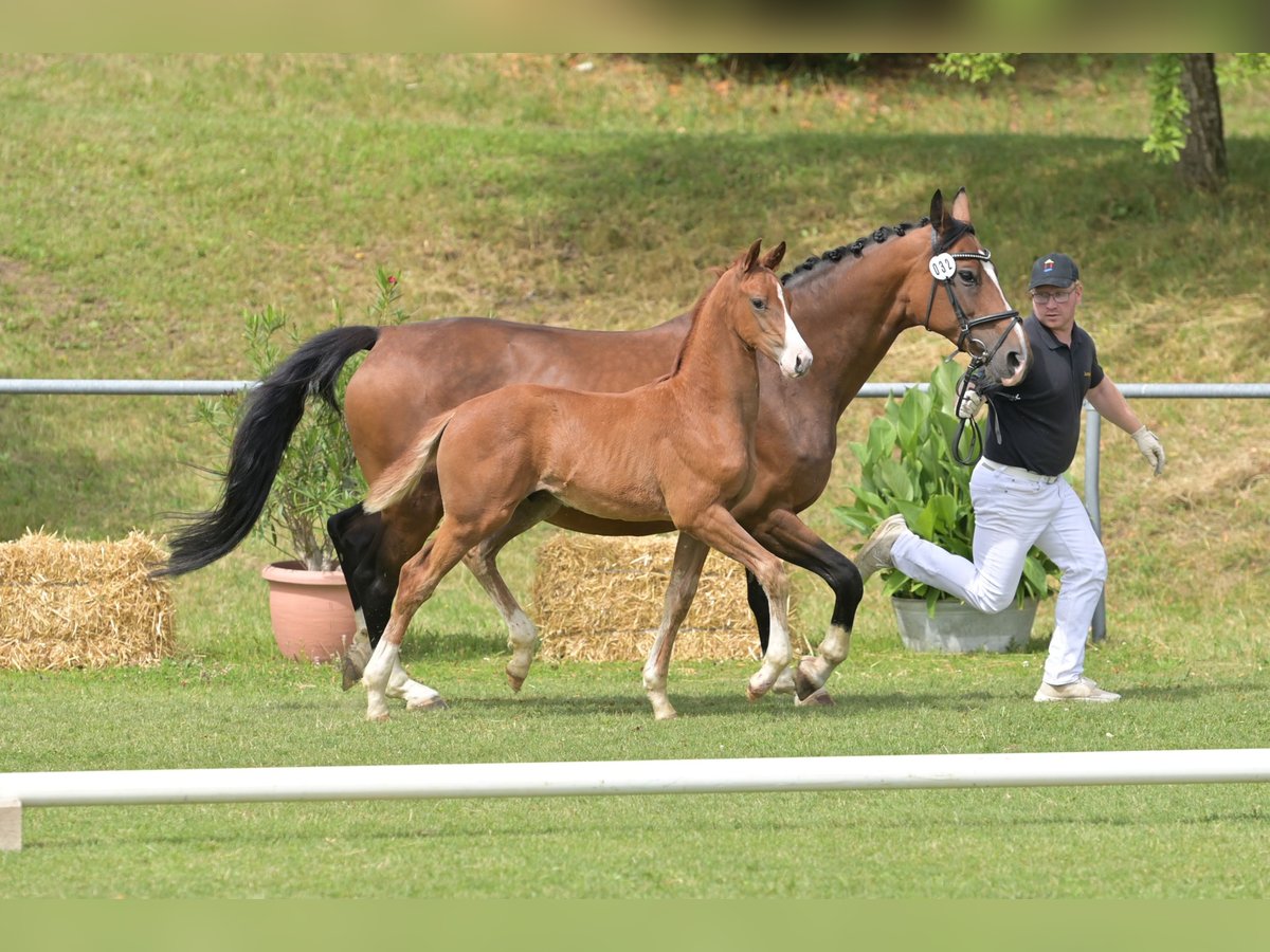German Sport Horse Stallion Foal (04/2025) Chestnut-Red in Fronhofen
