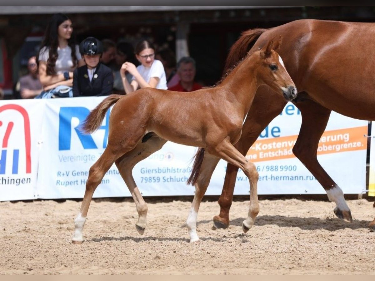 German Sport Horse Stallion Foal (06/2025) Chestnut-Red in Fronhofen