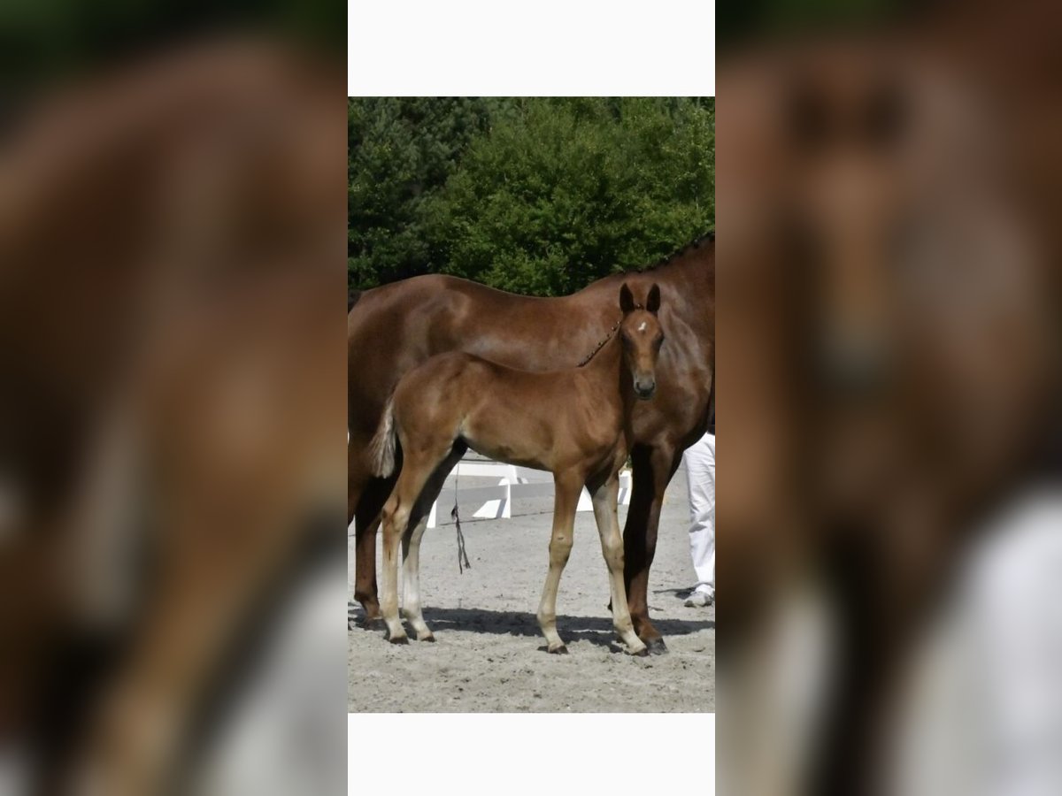 German Sport Horse Stallion Foal (05/2025) Chestnut-Red in Malchow