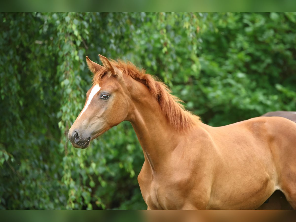 German Sport Horse Stallion Foal (02/2025) Chestnut-Red in Olszowa