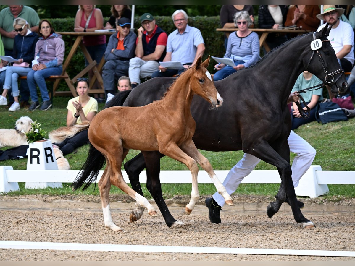 German Sport Horse Stallion Foal (06/2025) Chestnut-Red in Waging am See