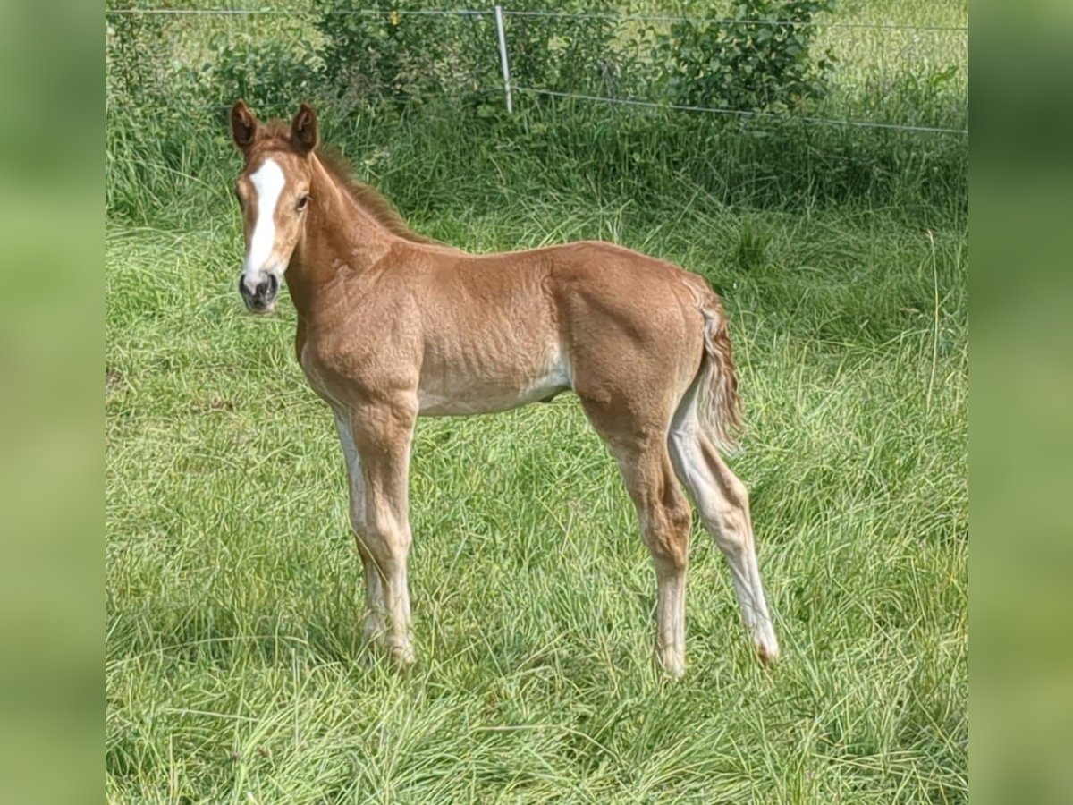 German Sport Horse Stallion Foal (05/2024) Chestnut-Red in Bad König