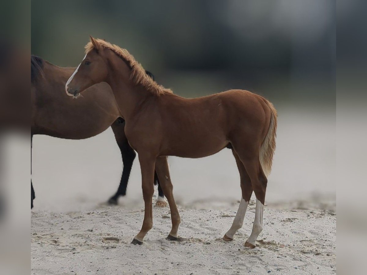 German Sport Horse Stallion Foal (04/2024) Chestnut-Red in Bad König