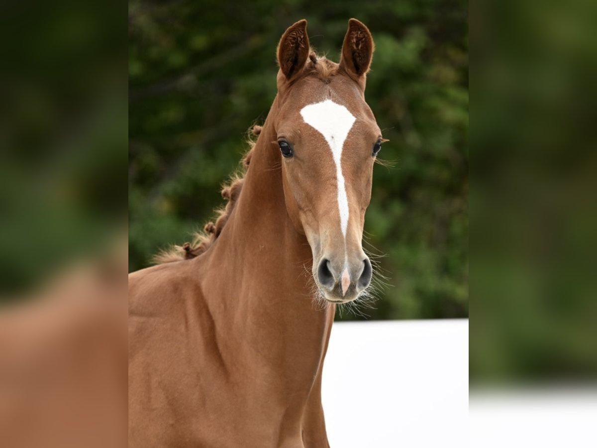 German Sport Horse Stallion Foal (03/2025) Chestnut-Red in Villingen-Schwenningen