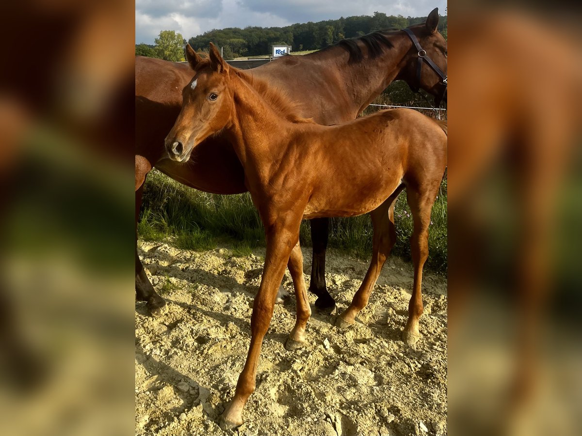 German Sport Horse Stallion Foal (06/2025) Chestnut-Red in Wipperf&#xFC;rthWipperf&#xFC;rth