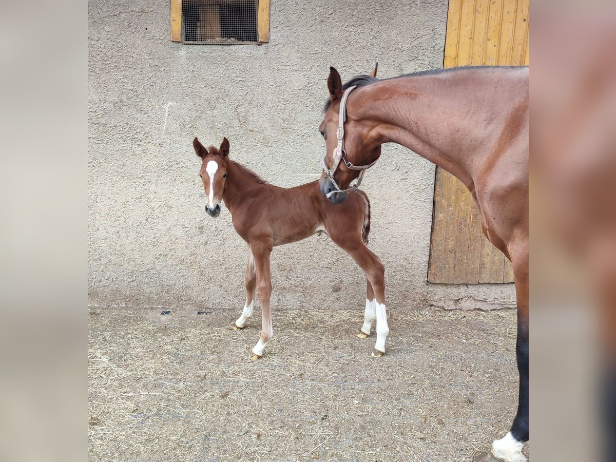 German Sport Horse Stallion Foal (06/2025) Chestnut-Red in Maihingen