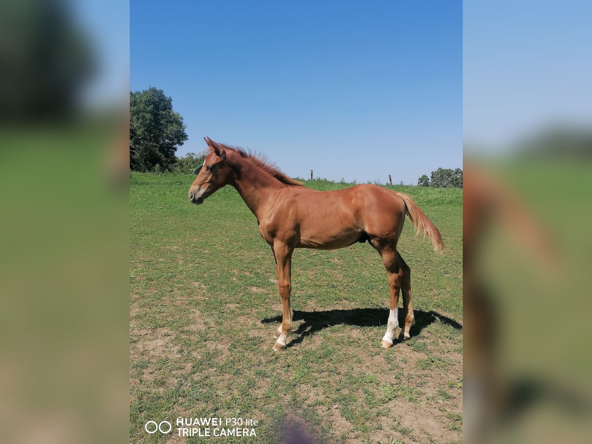 German Sport Horse Stallion Foal (04/2025) Chestnut-Red in Ro&#xDF;dorf