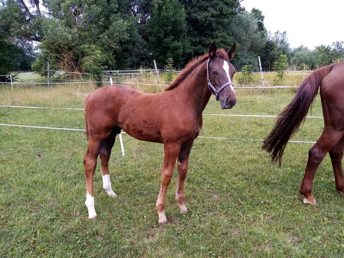 German Sport Horse Stallion Foal (04/2025) Chestnut in Bleicherode/ Wollersleben