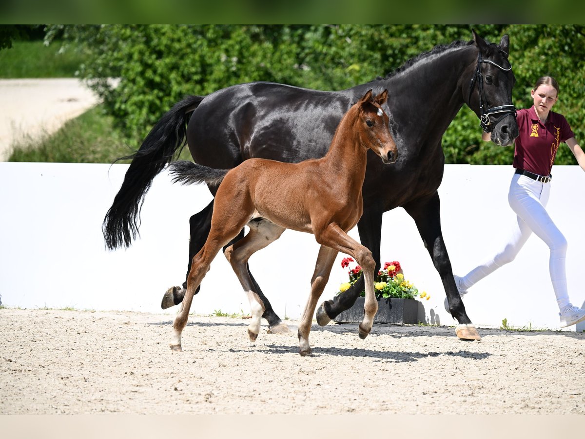 German Sport Horse Stallion Foal (04/2025) in Fronhofen
