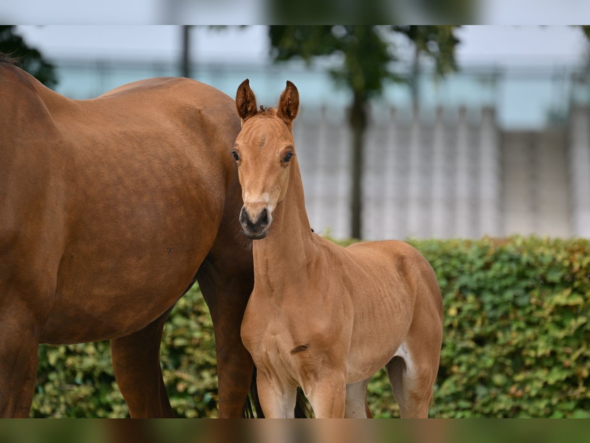 German Sport Horse Stallion Foal (05/2025) in Pollitz